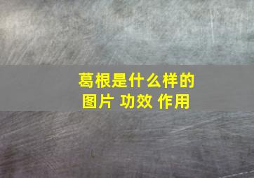 葛根是什么样的图片 功效 作用